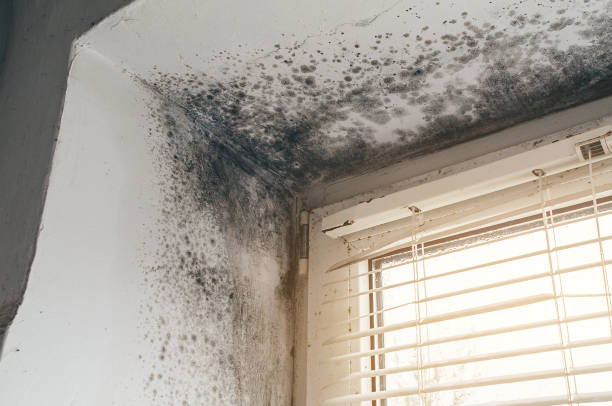 Affordable Mold Removal solutions in Parkton, MD
